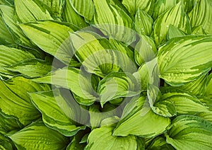 Green leaves of a tropical plant.