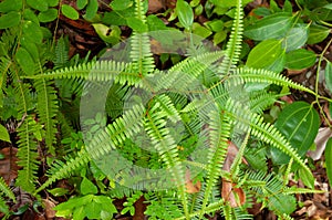 Green leaves of the tropical plant False Staghorn Fern Dicranopteris linearis photo