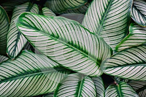 Green leaves, tropical plant growing in wild. Close up. Pattern, texture, background. abstract green leaf texture