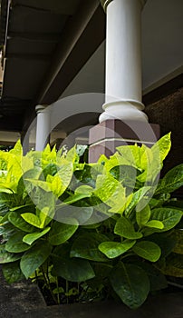 Green leaves of tropical plant on white column background