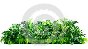 Green leaves of tropical plants bush floral arrangement indoors garden nature backdrop isolated on white background, png format