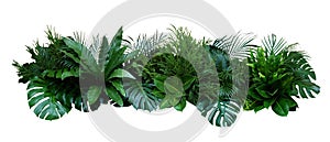 Green leaves of tropical plants bush Monstera, palm, fern, rubber plant, pine, birds nest fern floral arrangement indoors garden