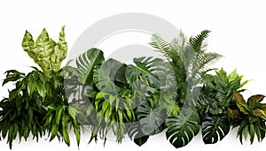 Green leaves of tropical plants bush Monstera palm, white background, isolated