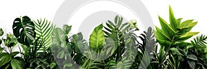 Green leaves of tropical plants bush (Monstera, palm, fern, rubber plant, pine, birds nest fern) floral