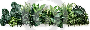 Green leaves of tropical plants bush (Monstera, palm, fern, rubber plant, pine, birds nest fern) floral