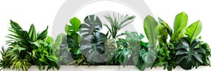 Green leaves of tropical plants bush (Monstera, palm, fern, rubber plant, pine, birds nest fern) floral