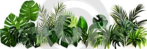 Green leaves of tropical plants bush (Monstera, palm, fern, rubber plant, pine, birds nest fern) floral