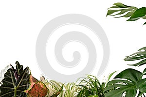 Green leaves of tropical plants frame border, Isolated on white background