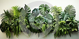 Green leaves of tropical plants - monstera, palm and ficus in pots on white backdrop. Banner