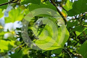 Green leaves of Tulip tree (Liriodendron tulipifera), called Tuliptree, American or Tulip Poplar