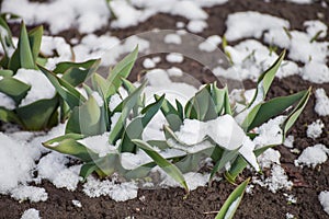 Green leaves of tulips under snow