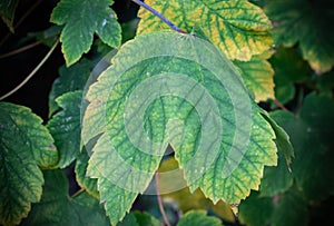 Green leaves turning into yellow in autumn