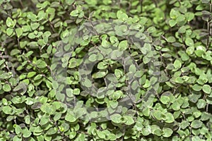 Green leaves of the Turtle vine