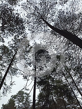 Green leaves on twign