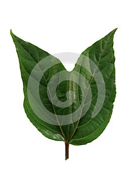 Green leaves twin of Ylang-Ylang, Cananga odorata