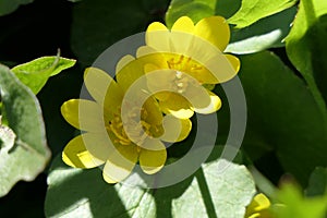 Among the green leaves are two bright yellow flowers with shaggy stamens of the same color.