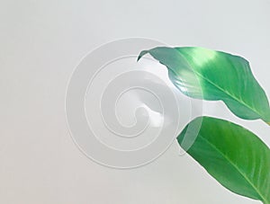 The green leaves of two peace lilies are in the light..