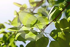 Green leaves under bright sun background