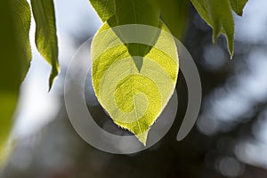 Green leaves under the rays spring sun