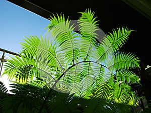 Green leaves under sunlight