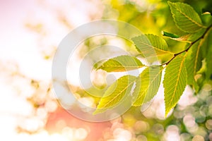 Green leaves under sunlight with bokeh background