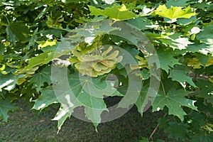 Green leaves and unripe samaras of Acer platanoides