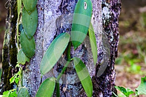 Green leaves of Vanilla or Vanilla Planifolia