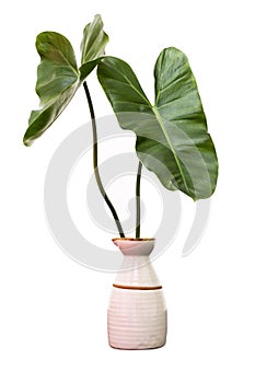 Green leaves of  a vase on white background and copy space. Tropical concept, Stylish interior design with tropical green leaves