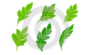 Green Leaves with Veins and Uneven Edges Isolated on White Background Vector Set photo