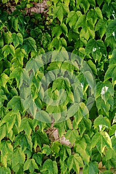 Green leaves of vichi grapes weave along a stone wall