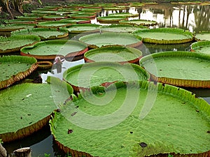 Green leaves of Victoria waterlily in the pond