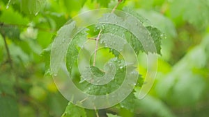 The green leaves of the vine are covered with raindrops and stagger from the wind