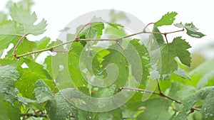 The green leaves of the vine are covered with raindrops and stagger from the wind