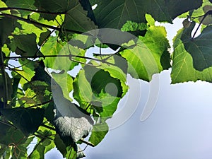 Green leaves of vine with a grayish sky