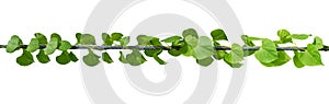 Green leaves Vine isolated, ivy jungle creeper tropical against white background. Have clipping path