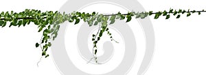 Green leaves Vine isolated, ivy jungle creeper tropical against white background. Have clipping path