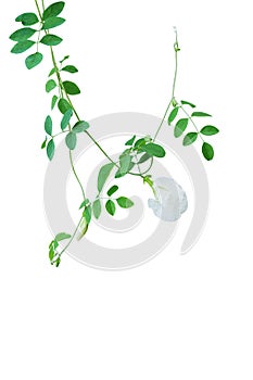 Green leaves vines with white flowers of rare Asian pigeonwings or white butterfly pea Clitoria ternatea the medicinal creeper