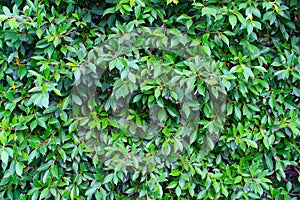 Green leaves wall