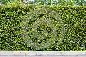 Green leaves Wall Backdrop