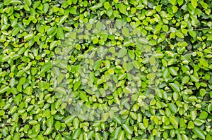 Green leaves wall background