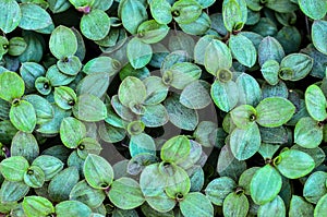 Green leaves wall background