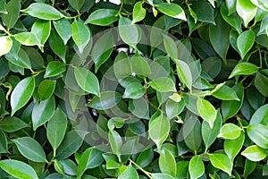 Green leaves for wall background