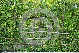 Green leaves wall background with dried wood fence support