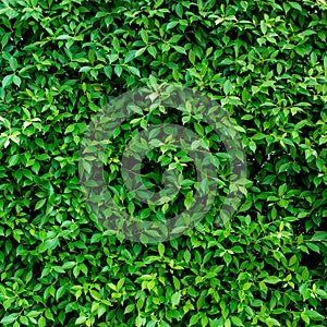 Green leaves wall background/Green leaves wall texture of the tropical forest plant,on black background.