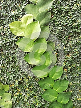 Green leaves wall background in jungles