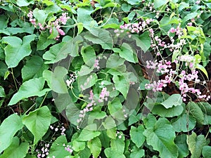 Green Leaves Wall with Small Pink Flowers