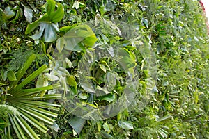 Green leaves wall, street environmental decoration photo
