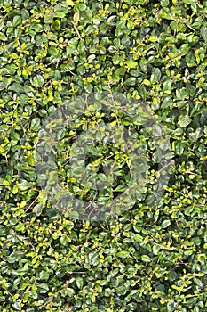 Green leaves wall for texture background