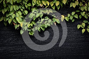 Green leaves on wall vines natural green plant leaf texture on dark background