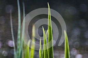 Green leaves at the water